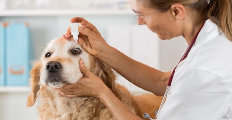 Veterinary Office Cleaning Services Kelowna